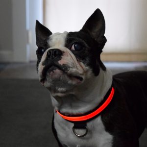 Lighted Dog Collars