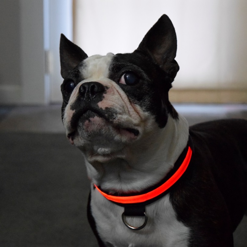 Glow in the dark dog collar