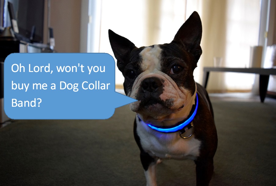 dog-collar-band